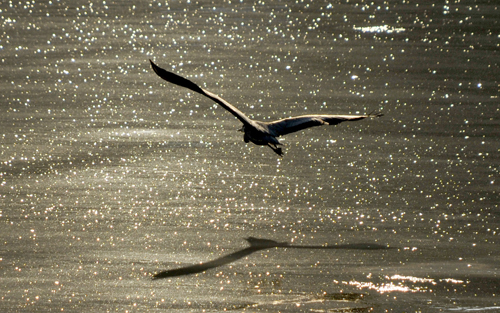 Bird, Isle of Arran