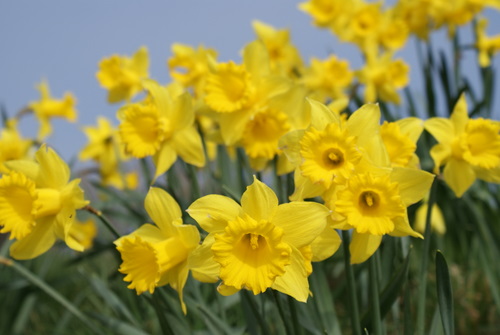 Flowers, Isle of Arran