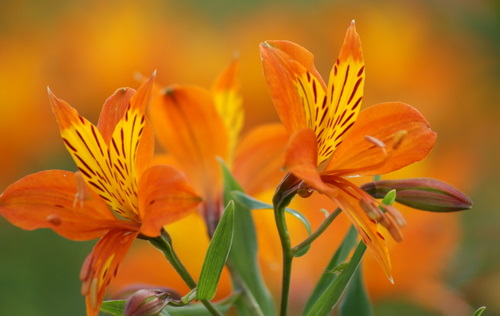 Flowers, Isle of Arran