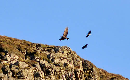 Birds of prey, Isle of Arran