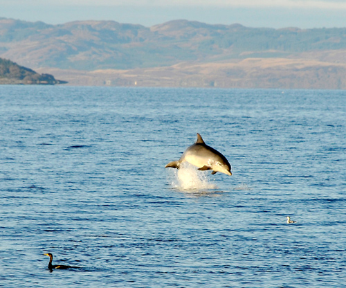 Dolphins, Isle of Arran