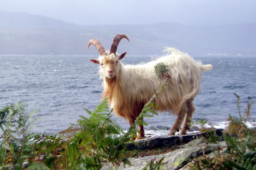 Goats, Holy Isle, Isle of Arran